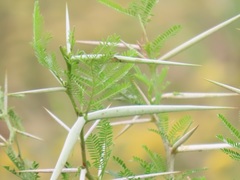 Vachellia kosiensis