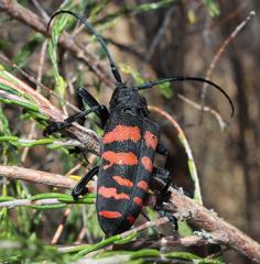 Ceroplesis capensis