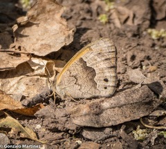 Pharneuptychia phares