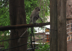 Chlorocebus pygerythrus