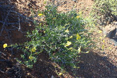 Osteospermum sinuatum