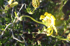 Osteospermum sinuatum