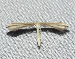 Hellinsia pectodactylus