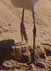 Ardea alba melanorhynchos