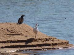 Ardea alba melanorhynchos