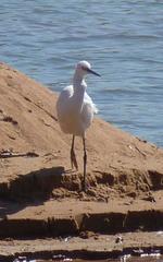 Ardea alba melanorhynchos