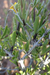 Osteospermum sinuatum
