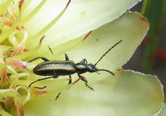 Neoeutrapela