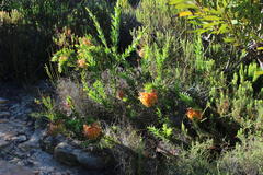 Liparia splendens splendens