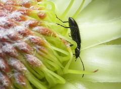 Neoeutrapela