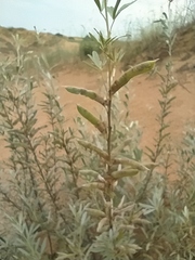 Chamaecytisus borysthenicus