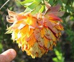 Liparia splendens splendens