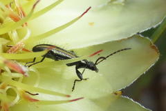 Neoeutrapela