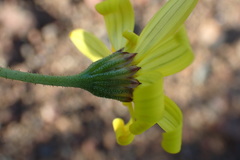 Osteospermum sinuatum