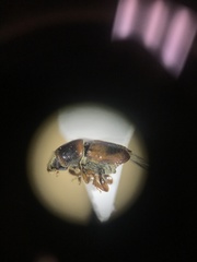 Scolytus schevyrewi