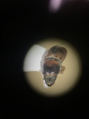Scolytus schevyrewi