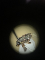 Scolytus schevyrewi