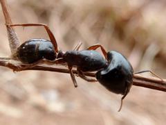 Camponotus empedocles