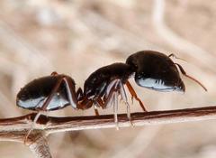 Camponotus empedocles