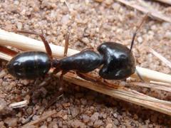 Camponotus empedocles