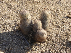 Escobaria alversonii