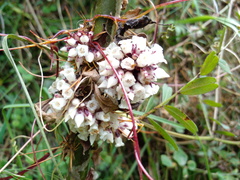 Cuscuta foetida