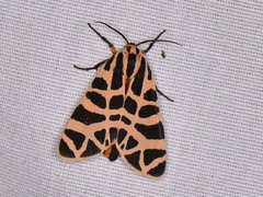 Apantesis incorrupta