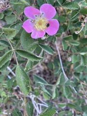 Rosa bridgesii