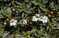 Euphrasia petriei