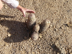 Escobaria alversonii