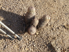 Escobaria alversonii