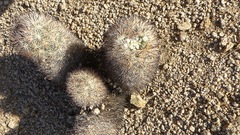 Escobaria alversonii