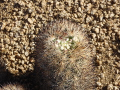 Escobaria alversonii