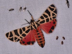 Apantesis incorrupta