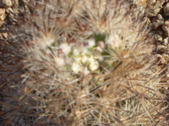 Escobaria alversonii