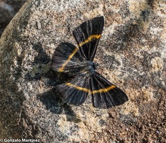 Parcella amarynthina