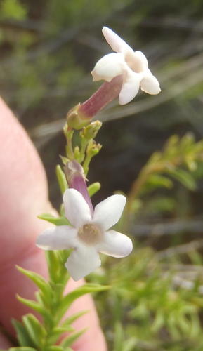 Freylinia densiflora, photograph 1
