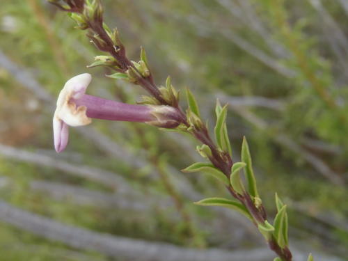 Freylinia densiflora, photograph 2