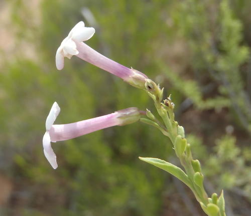 Freylinia densiflora, photograph 3
