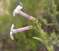 Freylinia densiflora