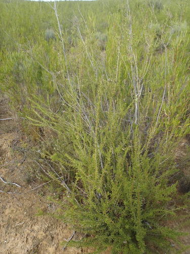 Freylinia densiflora, photograph 4