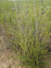 Freylinia densiflora