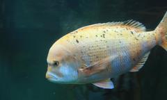 Chrysoblephus gibbiceps