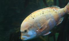 Chrysoblephus gibbiceps