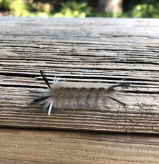 Halysidota tessellaris