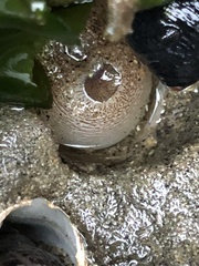 Zirfaea