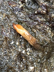 Styela montereyensis