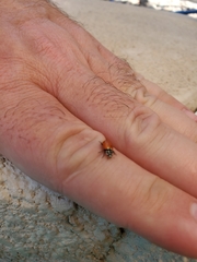 Hippodamia convergens