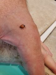 Hippodamia convergens