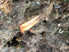 Styela montereyensis